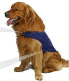 Dog wearing a blue shirt on a white background