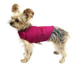Small dog wearing a pink harness on a white background