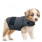 Puppy wearing a gray sweater with black stripes on a white background