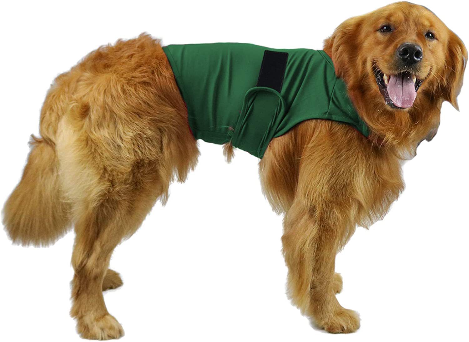 Dog wearing a green life jacket on a white background