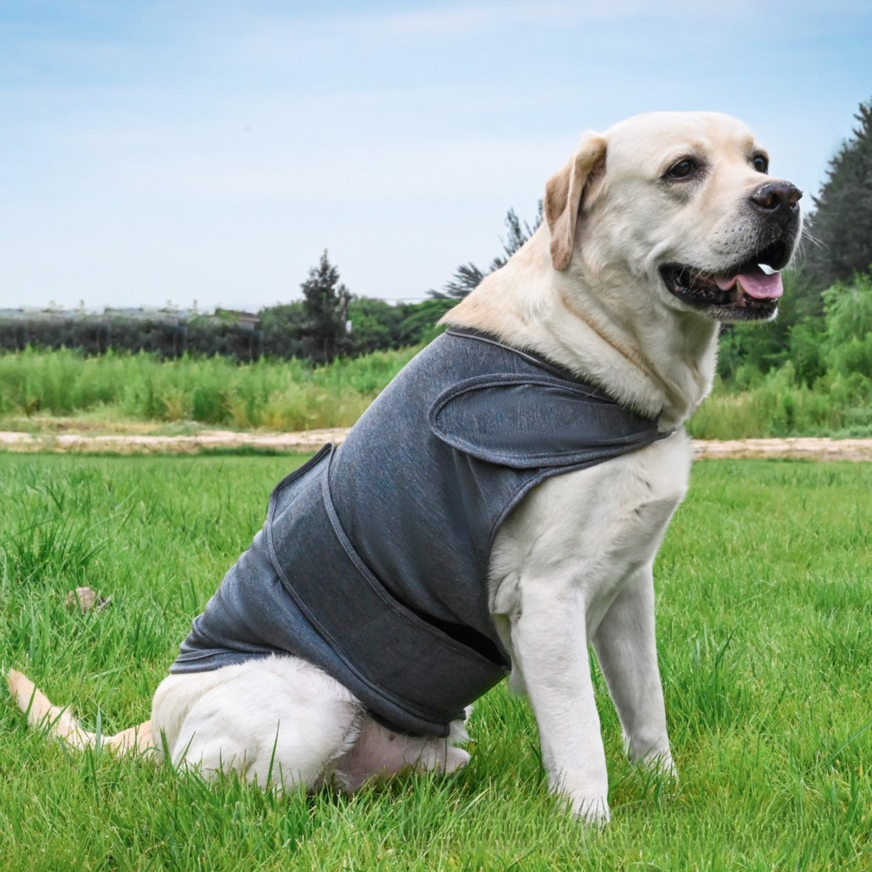 Dog wearing a gray vest sitting on grass with trees in the background